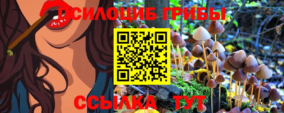Александров  Псилоцибиновые грибы Psilocybine cubensis  цена   Вход с VPN 
